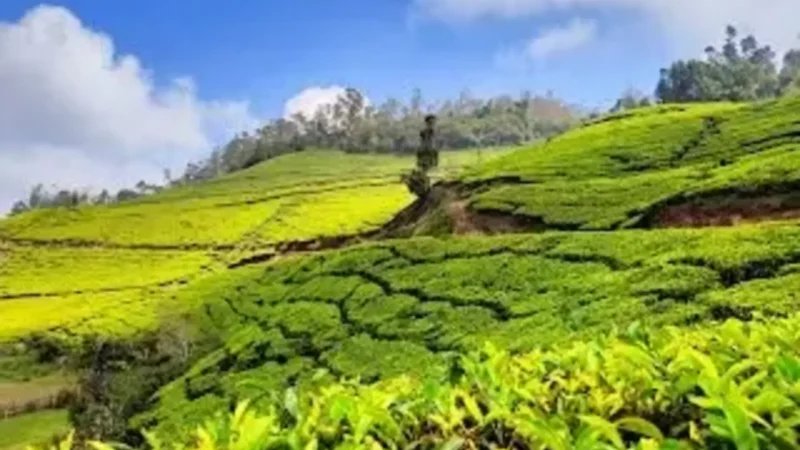 Adventure Activities To Do In Munnar | The Ultimate Guide 