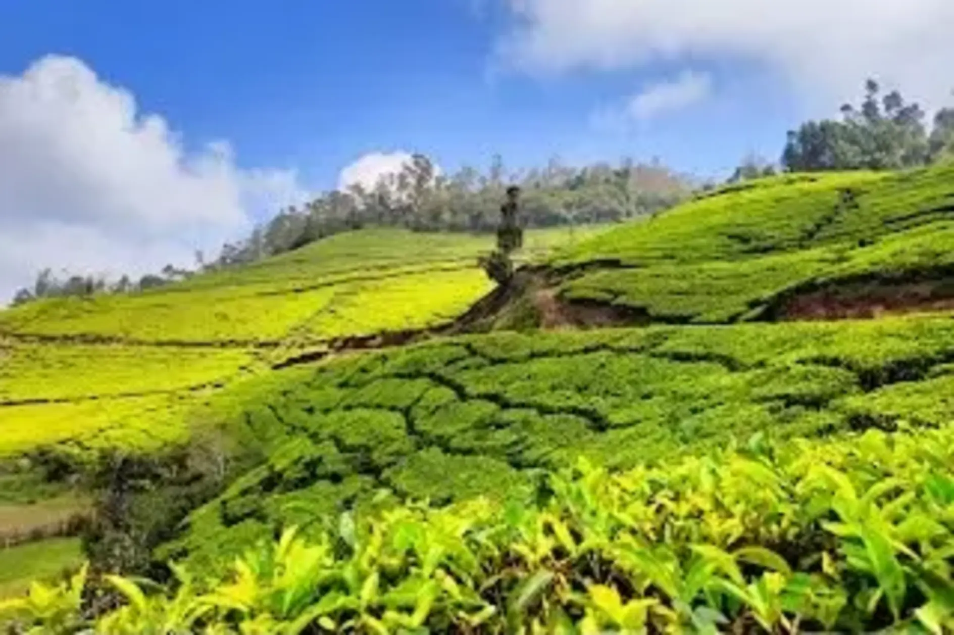 Adventure Activities To Do In Munnar | The Ultimate Guide 