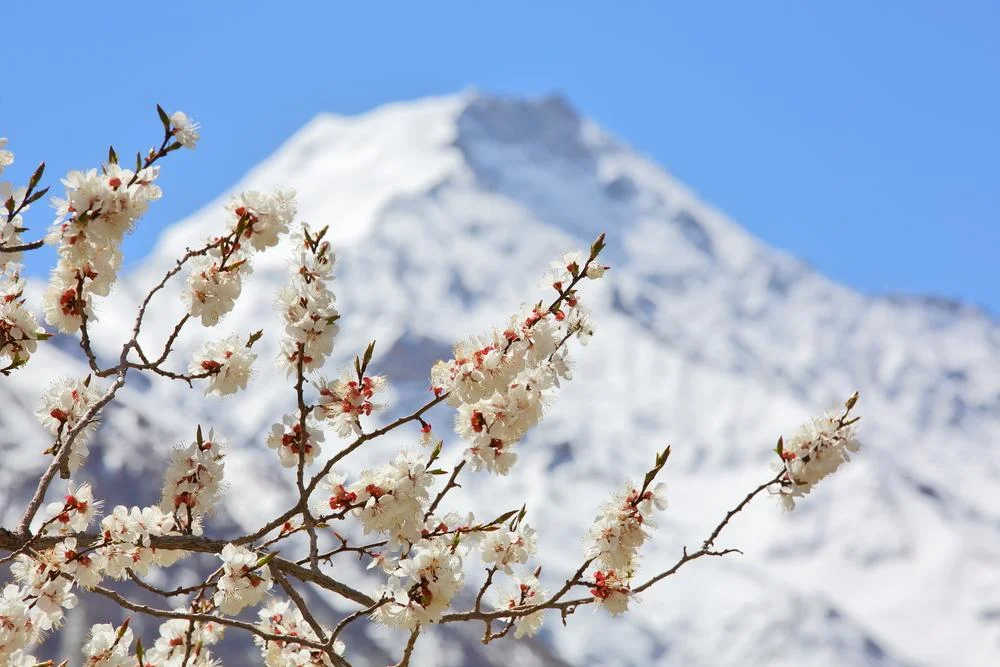 Ladakh in April