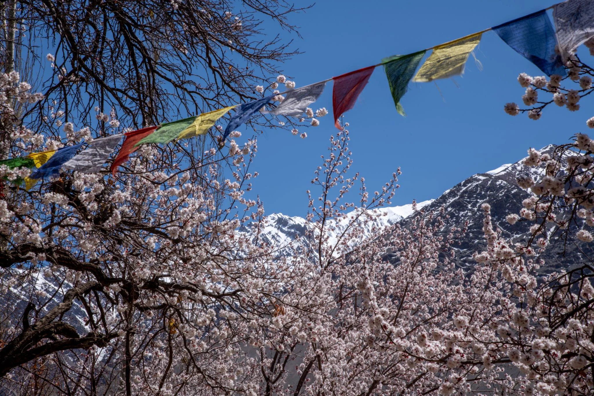 Ladakh in July